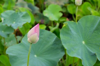 gölet yeşil yaprakları ile pembe lotus çiçeği