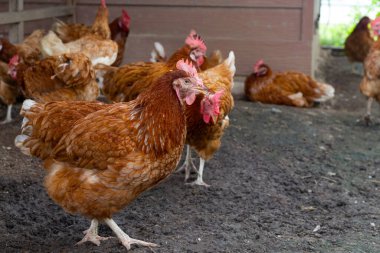 Hens in the chicken farm. Organic poultry house.