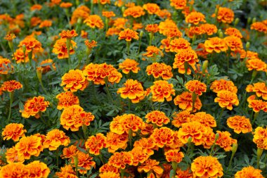 Bahçedeki kadife çiçeği.