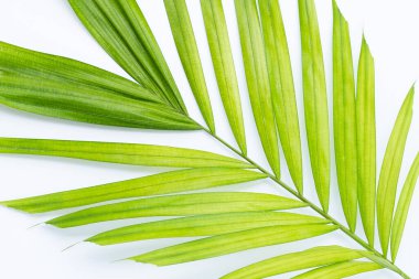 Beyaz arkaplanda yeşil palmiye yaprakları.