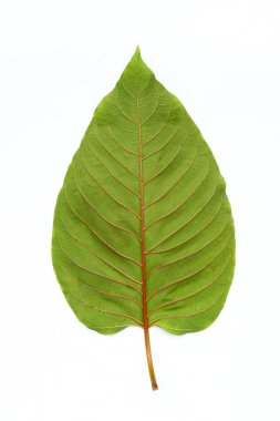 Mitragyna speciosa, beyaz arkaplanda taze kratom yaprağı