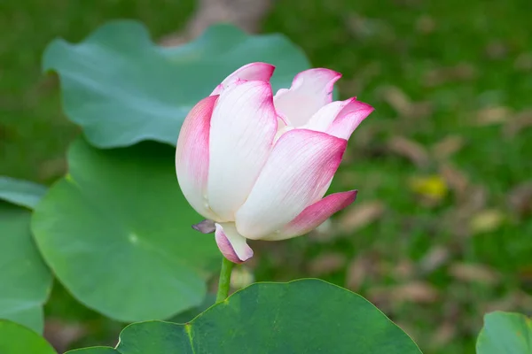 Pink Lotus Flower Blooming Pond Green Leaves — Stok fotoğraf