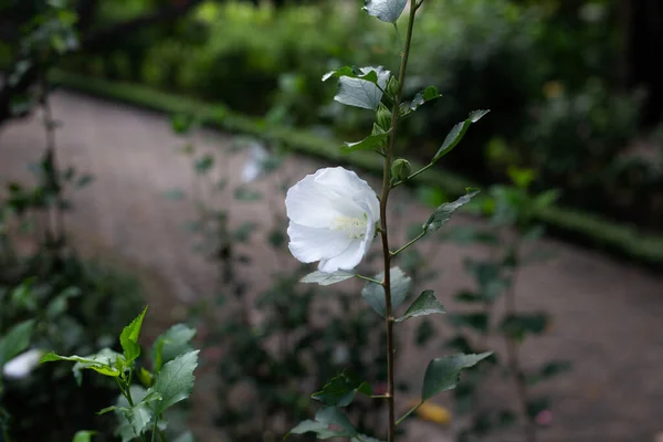 Blossom White Hibiscus Flower Tree — Photo