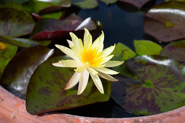 Beautiful Blooming Nymphaea Lotus Flower Leaves Water Lily Pot — Fotografia de Stock