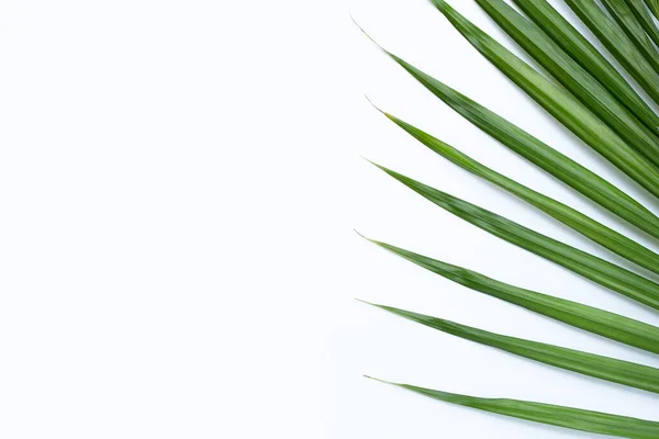 stock image Green leaves of palm tree on white background.