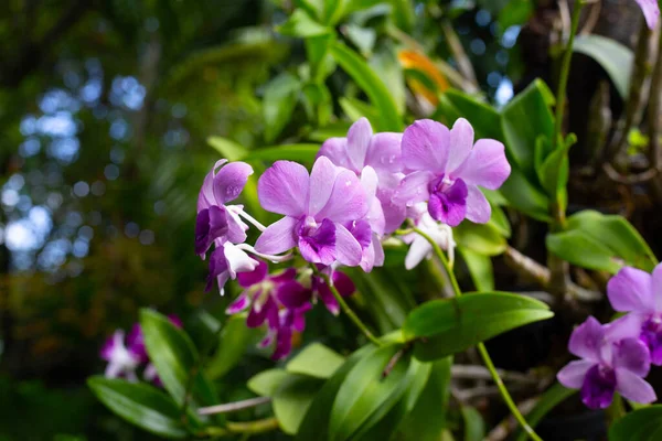 Bellissimo Fiore Viola Orchidea Giardino — Foto Stock