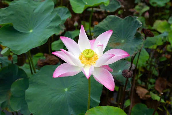 Ροζ Λουλούδι Λωτού Ανθίζει Στη Λίμνη Πράσινα Φύλλα — Φωτογραφία Αρχείου