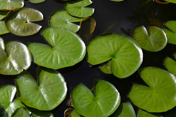 stock image Beautiful blooming lotus flower with leaves, Waterlily pond