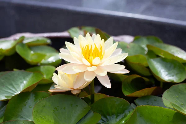 stock image Beautiful blooming Nymphaea lotus flower with leaves, Water lily pot