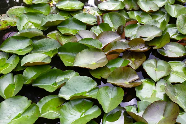 Beautiful Blooming Lotus Flower Leaves Waterlily Pond — Stockfoto