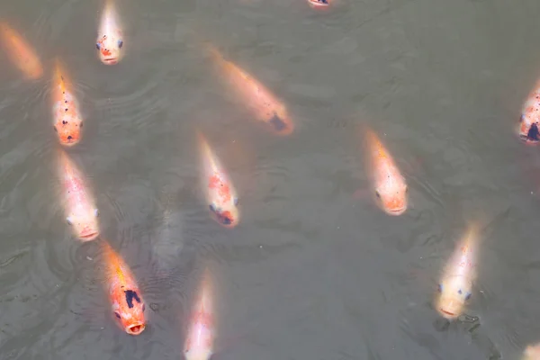 Red Tilapia Fish Pond — Stok Foto