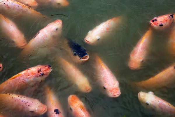 Red Tilapia Fish Pond — Stok Foto
