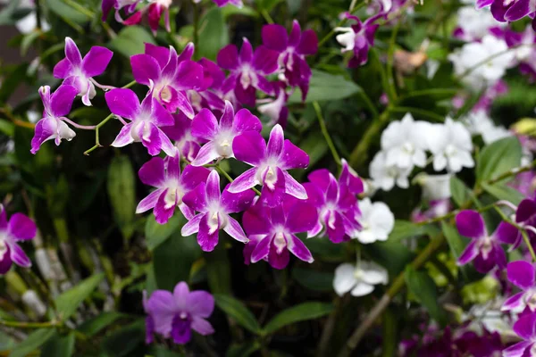 Vacker Lila Och Vit Orkidé Blomma Trädgården — Stockfoto