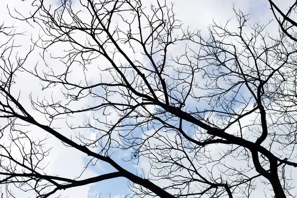 Dead Branches Tree Silhouette Blue Sky Cloud — Zdjęcie stockowe