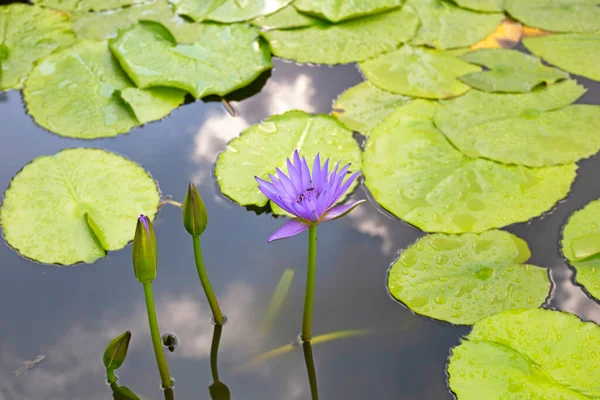 Nymphaea Lotus Flower Leaves Beautiful Blooming Water Lily — Stock Photo, Image