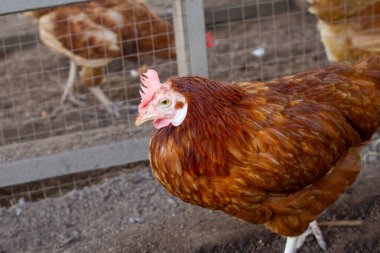 Tavuk çiftliğinde tavuklar. Organik kümes hayvanları.