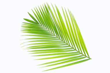 hurma ağaçlarının yeşil yaprakları