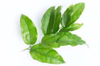 Taze tiacora triandra yeşil yaprakları