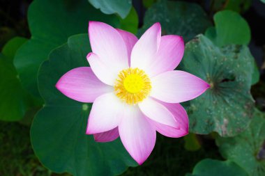 Pink lotus flower blooming in pond with green leaves