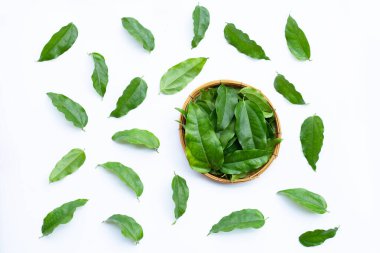 Taze tiacora triandra yeşil yaprakları