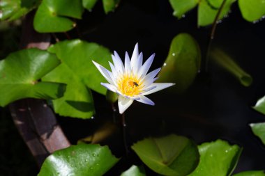 Nymphaea lotus flower with leaves, Beautiful blooming water lily