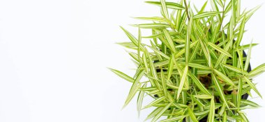 Beyaz arka planda yeşil sarı bitki. Thyrsostachys Siamensis Gamble veya Cat bamboo 'nun üst görünümü