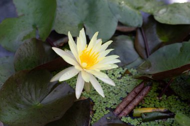 Nymphaea lotus flower with leaves, Beautiful blooming water lily