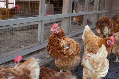 Hens in the chicken farm. Organic poultry house.