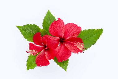 Beyaz yapraklı Hibiscus çiçeği