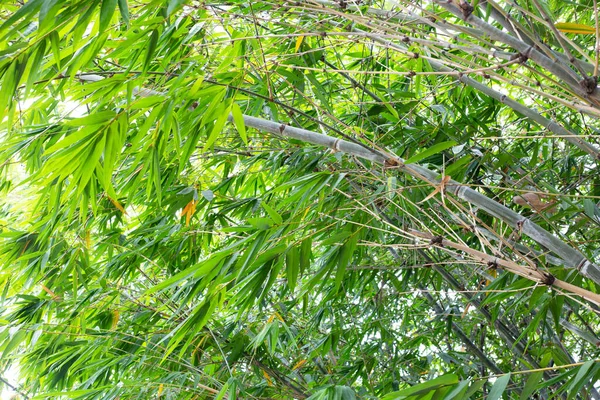 Бамбукова Рослина Саду — стокове фото