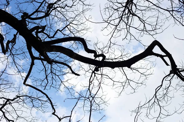 Мертві Гілки Дерева Силует Блакитним Небом Хмарою — стокове фото