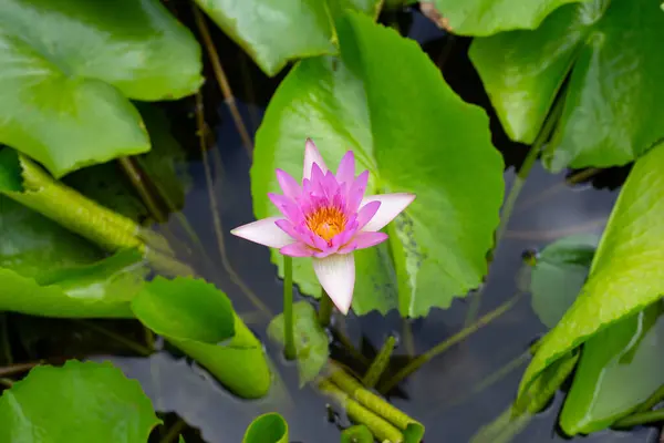 stock image Beautiful blooming Nymphaea lotus flower with leaves, Water lily pot