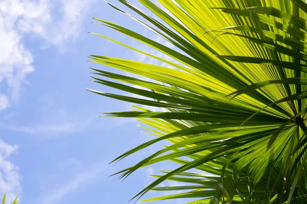 Пальма Голубым Небом — стоковое фото