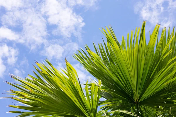 Palme Mit Blauem Himmel — Stockfoto