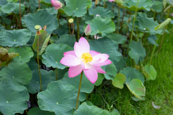 Pink Lotus Flower Blooming Pond Green Leaves — Foto de Stock