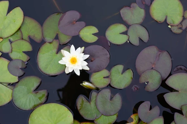 Vacker Blommande Vit Nymphaea Lotus Blomma Med Blad Vatten Lilja — Stockfoto