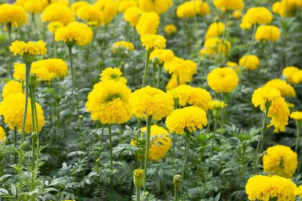 stock image Yellow marigold flower in garden