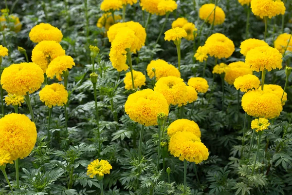 Żółty Nagietek Kwiat Ogrodzie — Zdjęcie stockowe