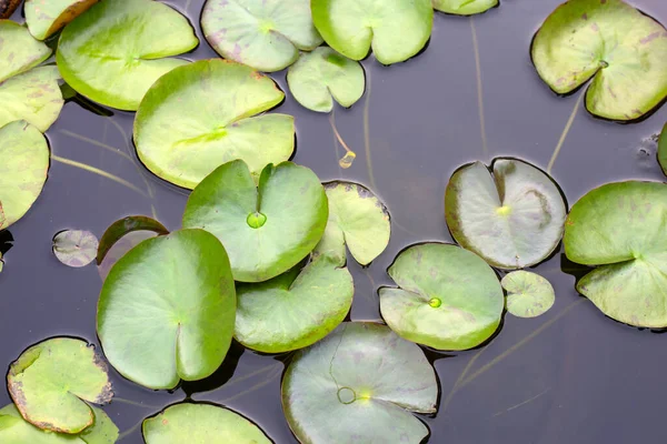 Beautiful Blooming Lotus Flower Leaves Waterlily Pond — Foto Stock