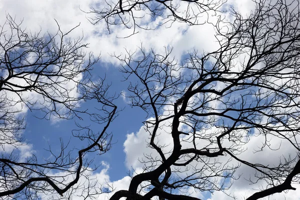 Dead Branches Tree Silhouette Blue Sky Cloud — 图库照片