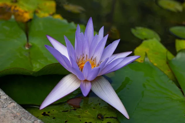Beautiful Blooming Nymphaea Lotus Flower Leaves Water Lily Pot — Stockfoto