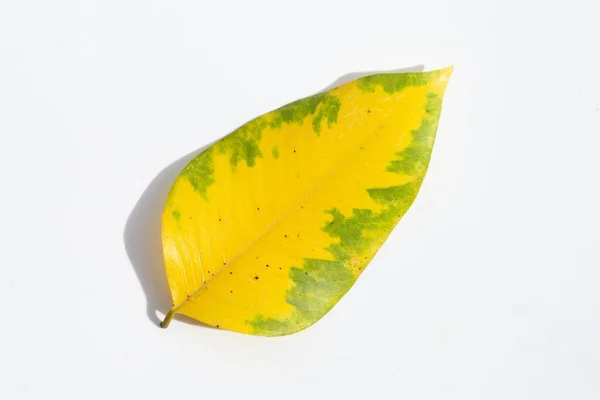 Grün Gelbes Blatt Auf Weiß — Stockfoto