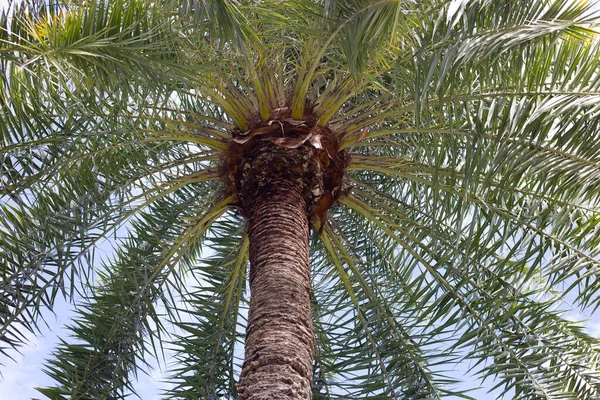 Date Palm Blue Sky — Stock Photo, Image