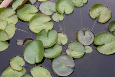 Beautiful blooming lotus flower with leaves, Waterlily pond