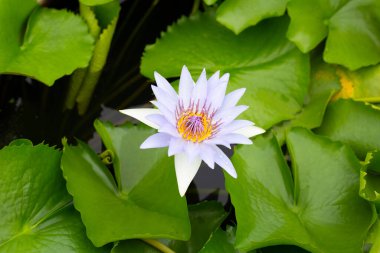 Beautiful blooming Nymphaea lotus flower with leaves, Water lily pot