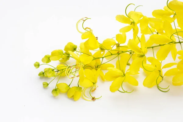 stock image Golden shower or cassia fistula flower on white background.