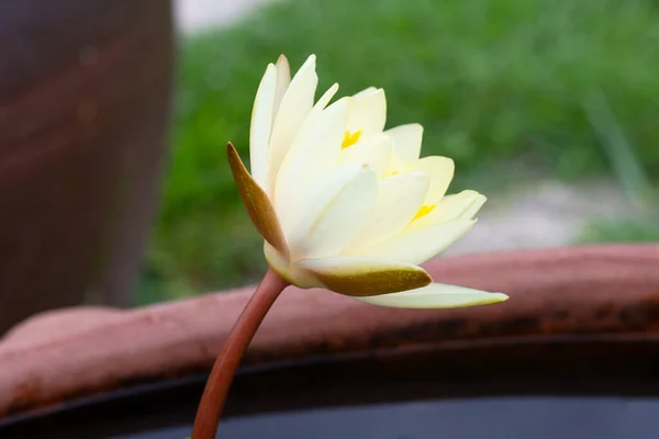 Beautiful Blooming Yellow Nymphaea Lotus Flower Water Lily Pot — Stock Photo, Image