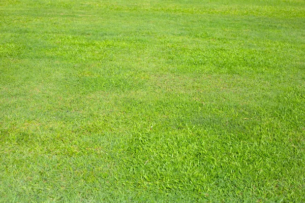 Fresh Lawn Grass Beautiful Green Garden — Stok fotoğraf