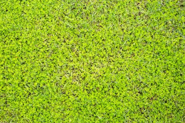 Fresh lawn grass. Beautiful green garden