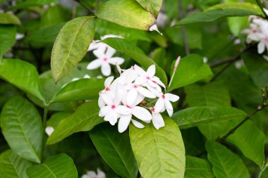 Bahçedeki ixora çiçeği